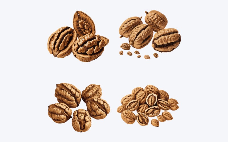 Beautiful Walnut seeds in solid background, vector illustration Vector Graphic