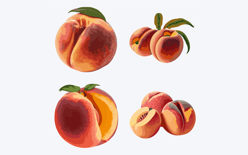 Peach fruit set. Vector illustration of peach isolated on white background Vector Graphic