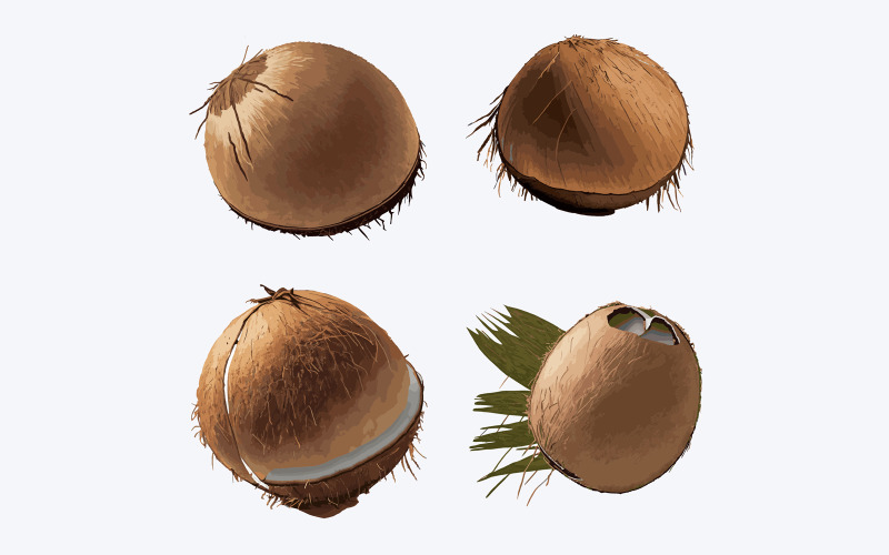 Set of coconuts isolated on white background. Vector illustration. Vector Graphic