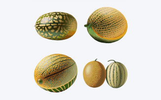 Set of ripe melons. Vector illustration isolated on white background.