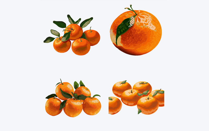 Tangerines and mandarins isolated on white background. Vector illustration. Vector Graphic