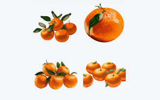 Tangerines and mandarins isolated on white background. Vector illustration.