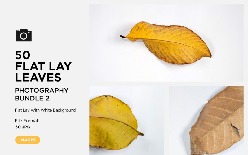 50 Flat Lay Dead Dry leaf isolated on white background autumn leaves Set-2 Background