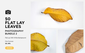 50 Flat Lay Dead Dry leaf isolated on white background autumn leaves Set-2