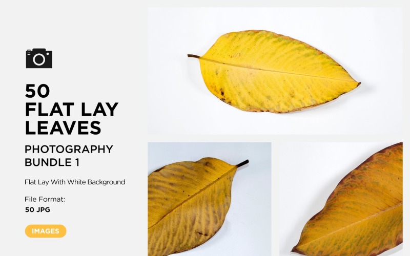 50 Flat Lay Dead Dry leaf isolated on white background autumn leaves Set Background