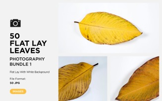 50 Flat Lay Dead Dry leaf isolated on white background autumn leaves Set