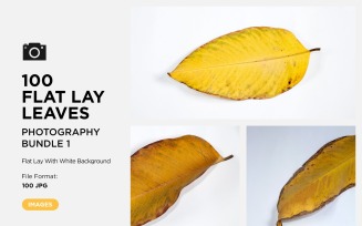 100 Flat Lay Dead Dry leaf isolated on white background autumn leaves Set