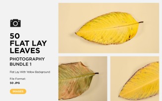 50 Flat Lay Dead Dry leaf isolated on Yellow background autumn leaves Set-1