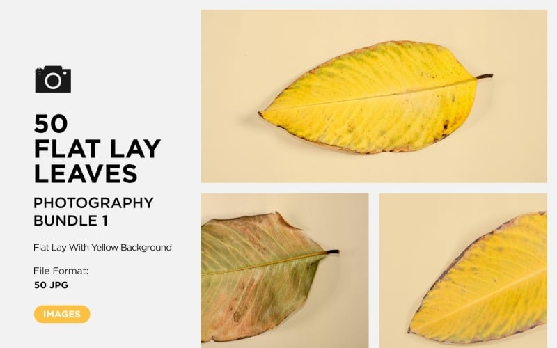 50 Flat Lay Dead Dry leaf isolated on Yellow background autumn leaves Set-1 Background