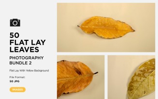 50 Flat Lay Dead Dry leaf isolated on Yellow background autumn leaves Set-2