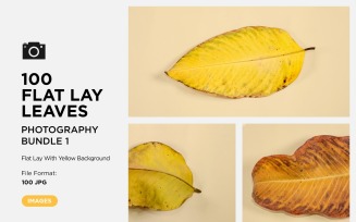 100 Flat Lay Dead Dry leaf isolated on Yellow background autumn leaves Set