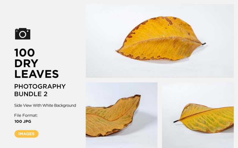 100 Side View Dead Dry leaf isolated on White background autumn leaves Set 02 Background