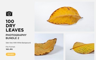 100 Side View Dead Dry leaf isolated on White background autumn leaves Set 02