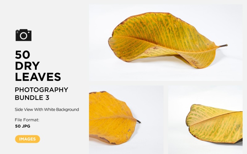 50 Side View Dead Dry leaf isolated on White background autumn leaves Set 03 Background