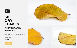 50 Side View Dead Dry leaf isolated on White background autumn leaves Set 03