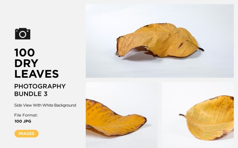 100 Side View Dead Dry leaf isolated on White background autumn leaves Set 03 Background