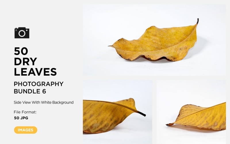 50 Side View Dead Dry leaf isolated on White background autumn leaves Set 06 Background