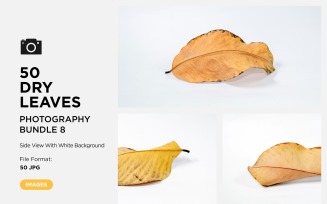 50 Side View Dead Dry leaf isolated on White background autumn leaves Set 08