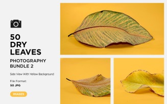 50 Side View Dead Dry leaf isolated on Yellow background autumn leaves Set 02