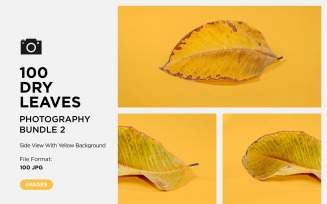 100 Side View Dead Dry leaf isolated on Yellow background autumn leaves Set 02