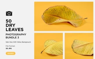 50 Side View Dead Dry leaf isolated on Yellow background autumn leaves Set 03