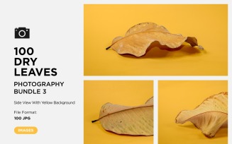 100 Side View Dead Dry leaf isolated on Yellow background autumn leaves Set 03