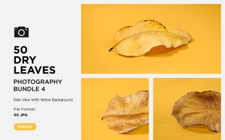 50 Side View Dead Dry leaf isolated on Yellow background autumn leaves Set 04