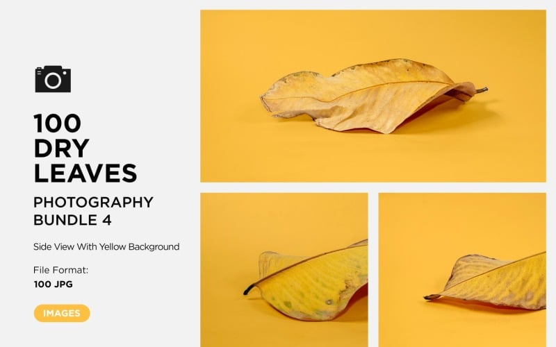 100 Side View Dead Dry leaf isolated on Yellow background autumn leaves Set 04 Background
