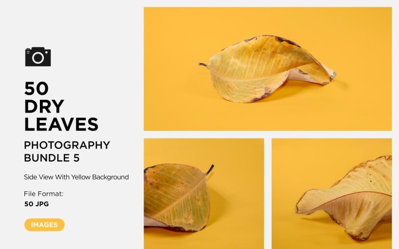 50 Side View Dead Dry leaf isolated on Yellow background autumn leaves Set 05 Background
