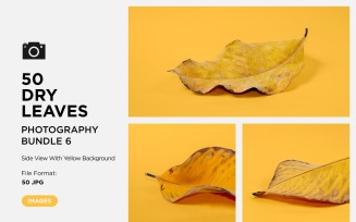 50 Side View Dead Dry leaf isolated on Yellow background autumn leaves Set 06