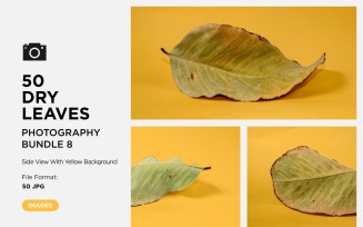 50 Side View Dead Dry leaf isolated on Yellow background autumn leaves Set 08