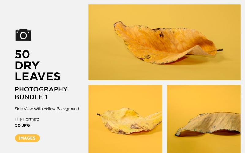 50 Side View Dead Dry leaf isolated on Yellow background autumn leaves Set Background