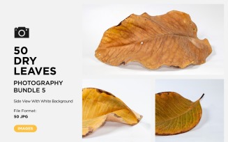 50 Side View Dead Dry leaf isolated on White background autumn leaves Set