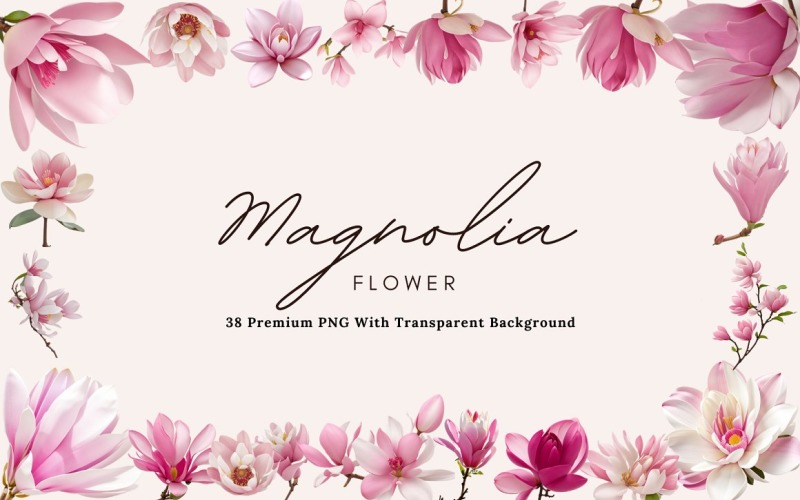 38 Magnolia Flower PNG Clipart Background