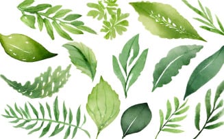 Watercolor green leaves set. Hand painted illustration