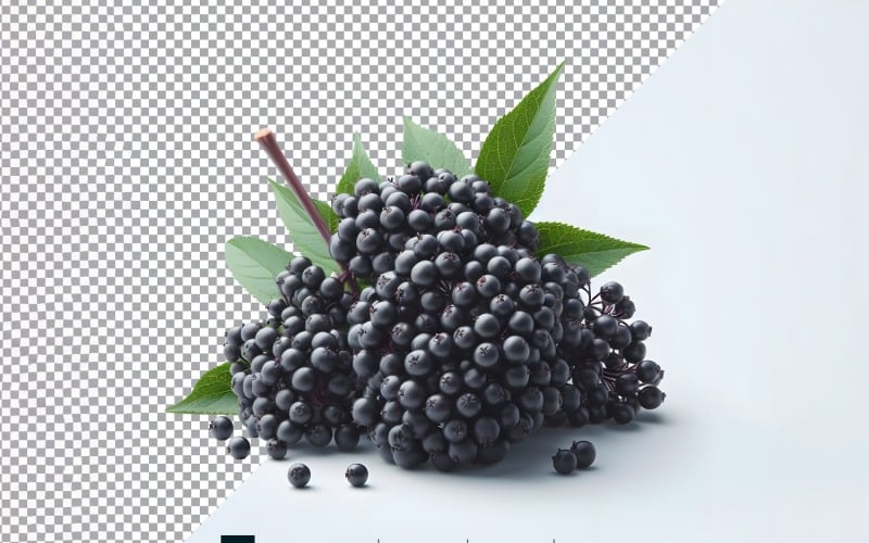 Elderberry Fresh fruit isolated on white background 1. Vector Graphic