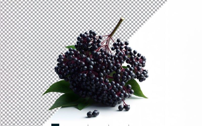 Elderberry Fresh fruit isolated on white background 4 Vector Graphic