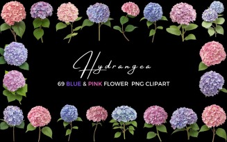 Hydrangea Blue and Pink Flower Clipart