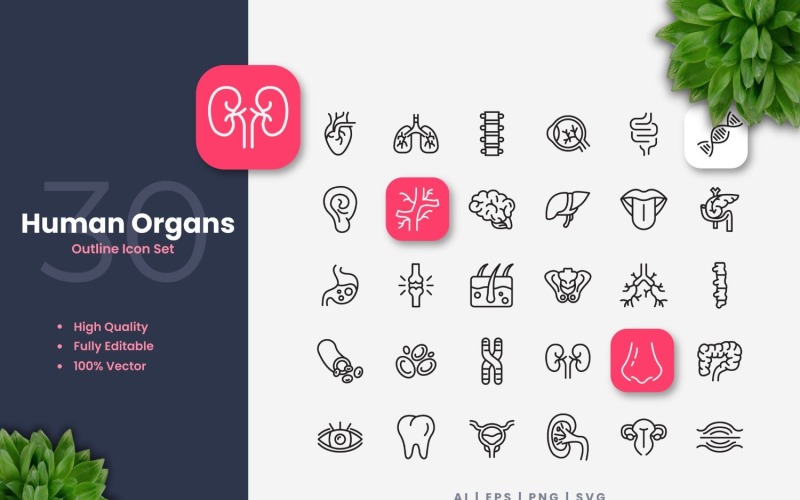 30 Human Organs Outline Icons Set Icon Set