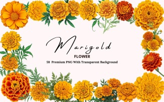 58 Marigold Flower PNG Clipart