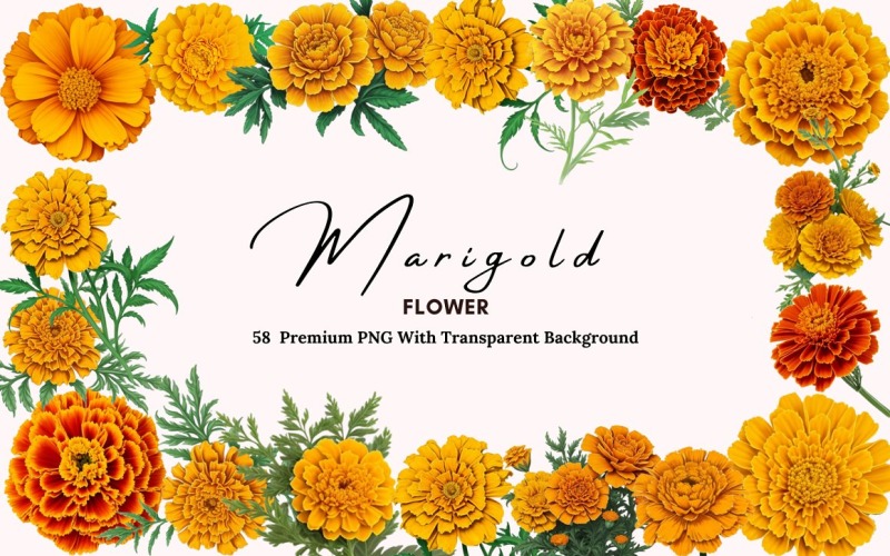 58 Marigold Flower PNG Clipart Background