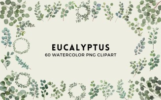 60 Watercolor Eucalyptus PNG Clipart
