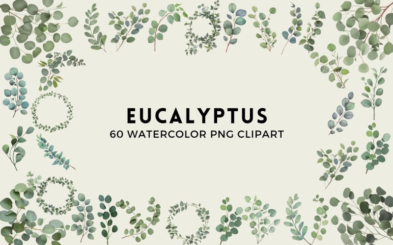60 Watercolor Eucalyptus PNG Clipart Background