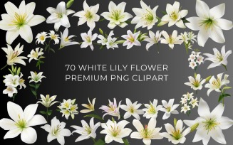 70 White Lily Flower PNG Clipart