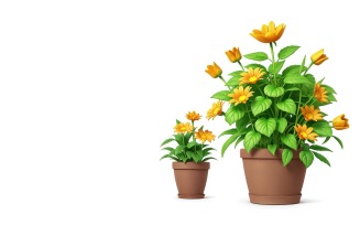 Premium Sunflower grows in a flower pot on White background