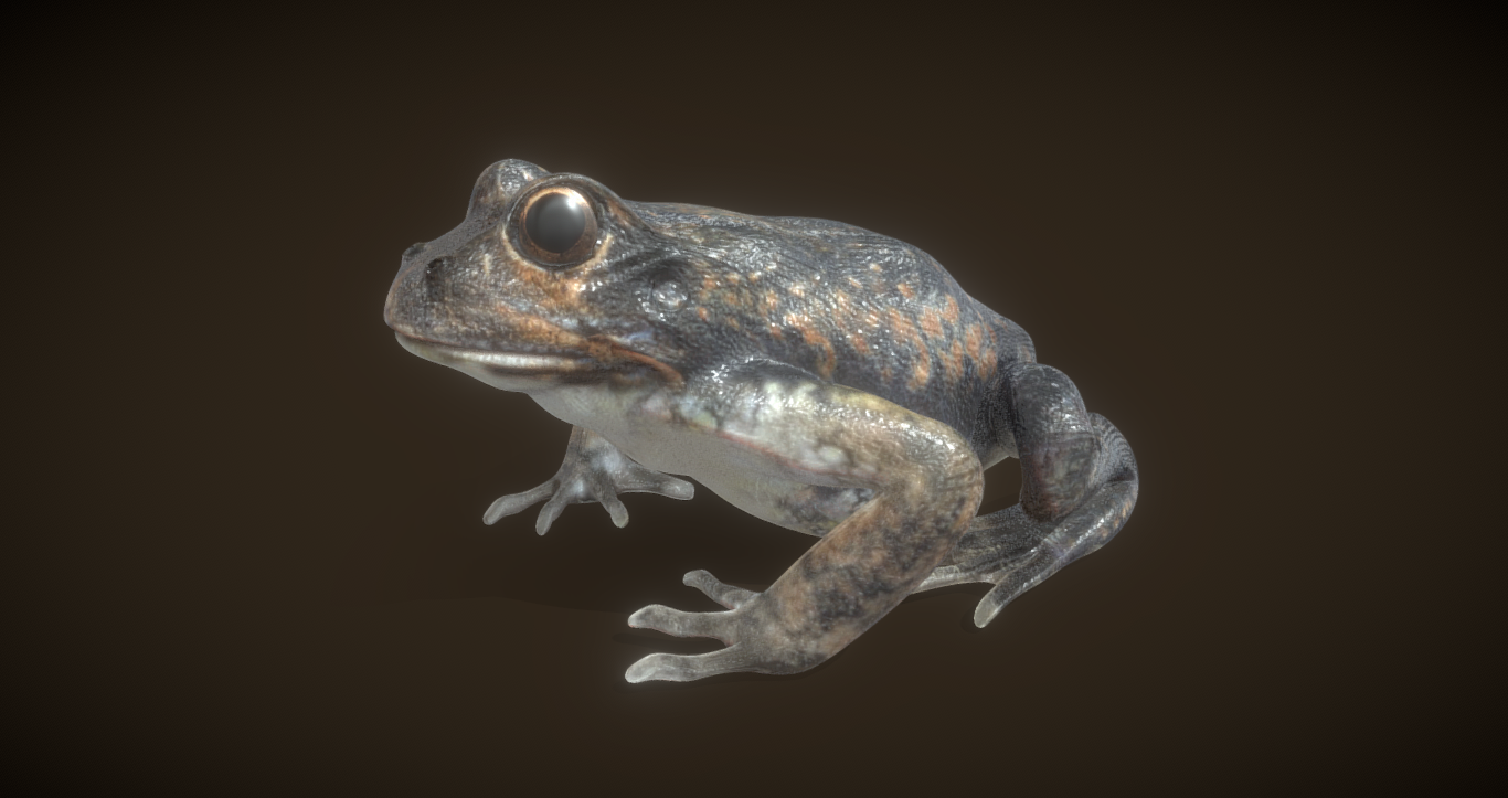Exquisite 3D Frog Model: Realistic Representation for Digital Environments