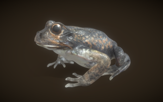 Exquisite 3D Frog Model: Realistic Representation for Digital Environments