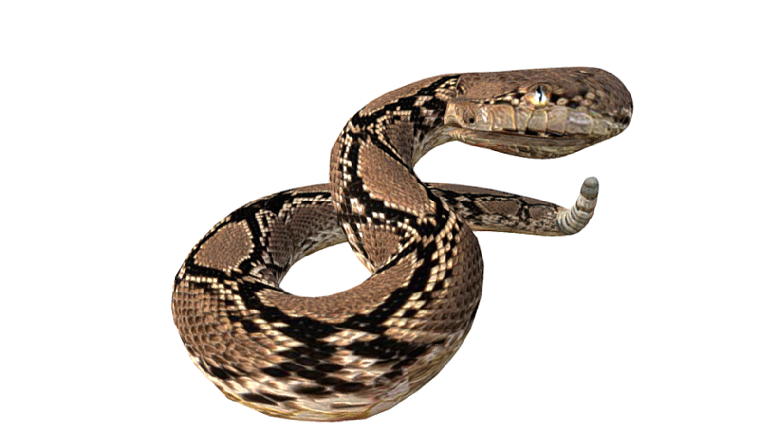 Mesmerizing Rattlesnake 3D Model: Perfect for Educational Resources and Visual Projects