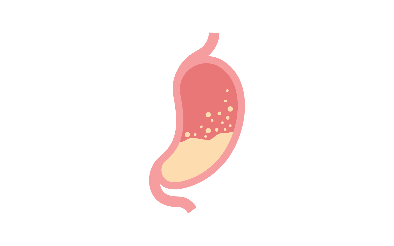 Stomach logo icon illustration vector flat design template