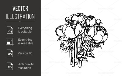Peony - Vector Image